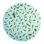 Clostridium_botulinum baktérium