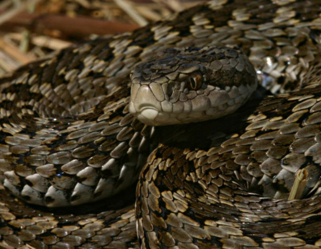 rákosi vipera, mérgeskígyó