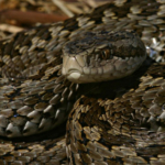 rákosi vipera, mérgeskígyó