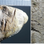 történelem Románia hominin