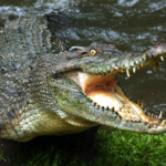 krokodil Ausztrália állatfaj