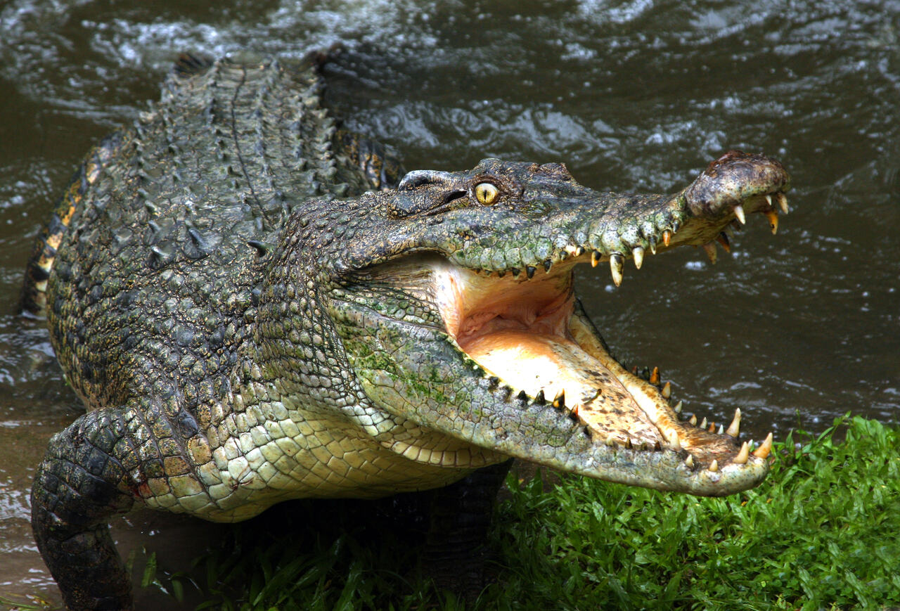 krokodil Ausztrália állatfaj