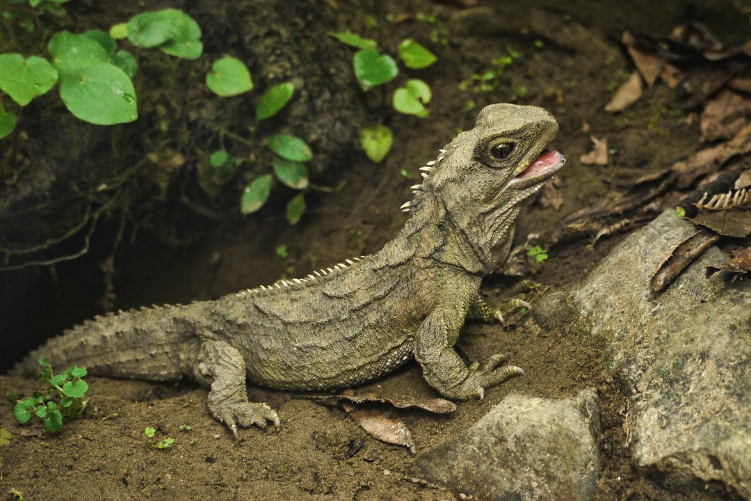 tuatara hidasgyík állatfaj dinoszauruszok