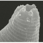 Panagrolaimus kolymaensis fonálféreg hibernáció kriptobiózis