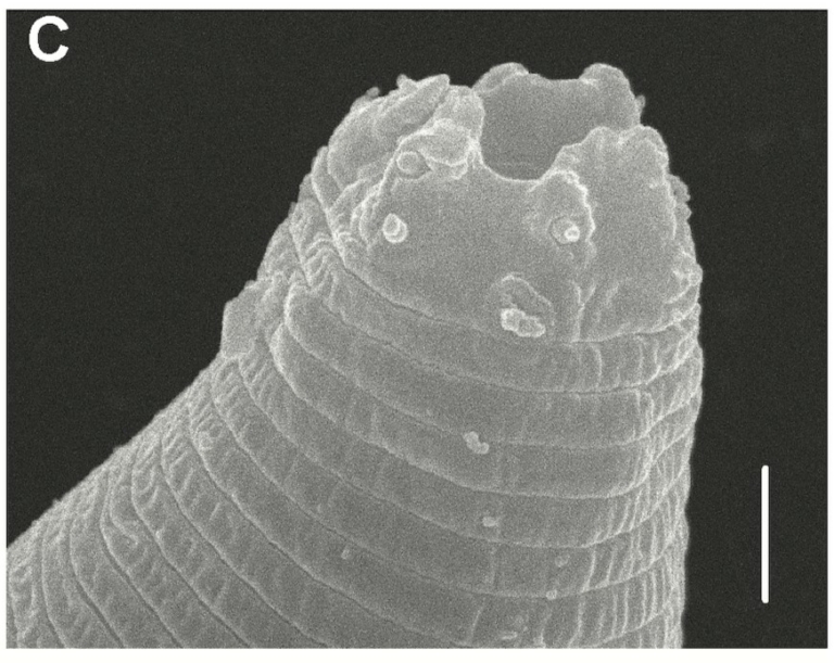 Panagrolaimus kolymaensis fonálféreg hibernáció kriptobiózis