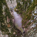 bomba Óbarok