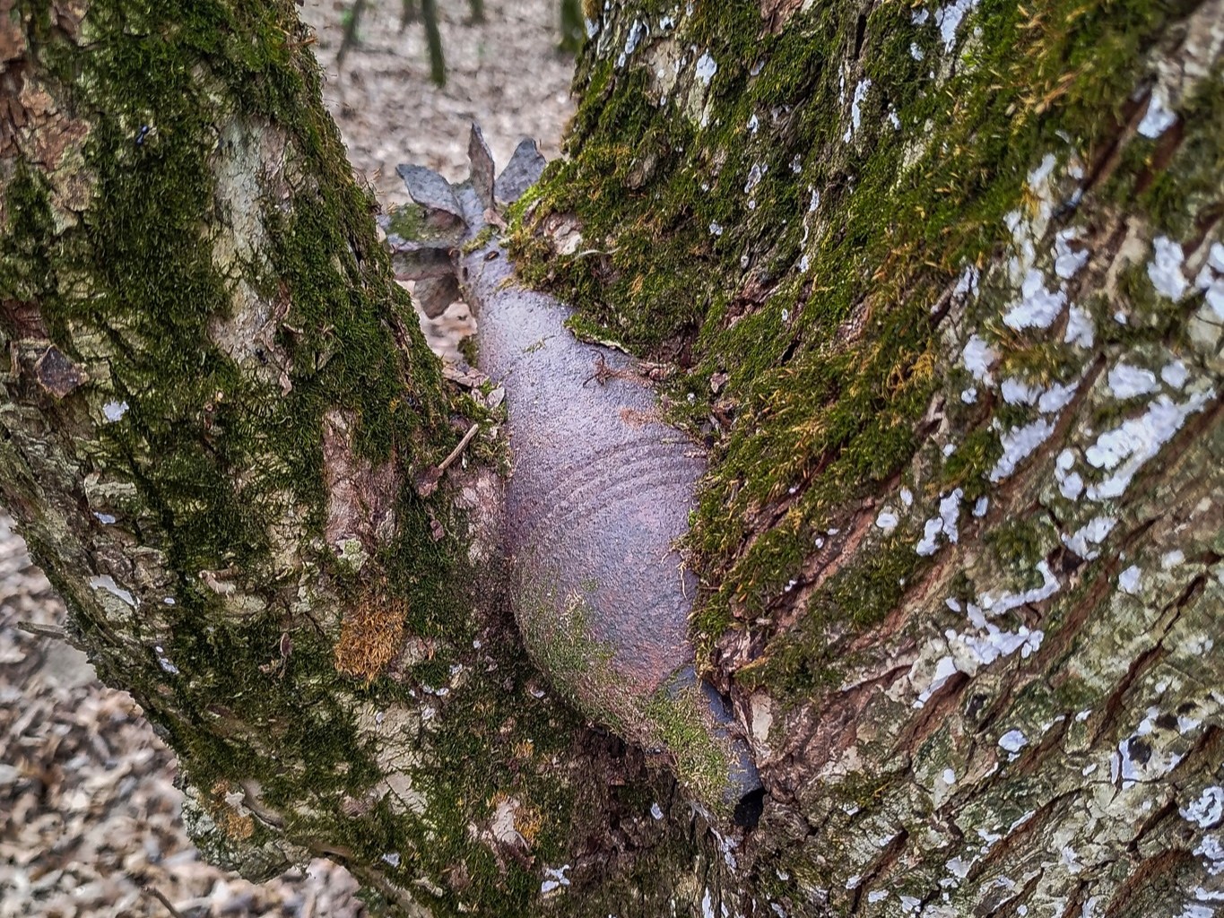 bomba Óbarok