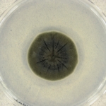 Csernobil gomba radioaktivitás sugárzás Cladosporium sphaerospermum gombák