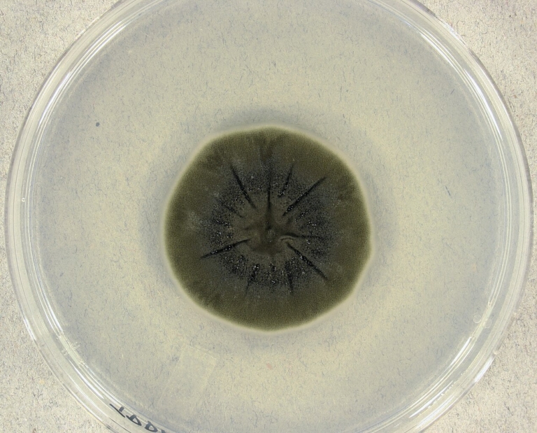 Csernobil gomba radioaktivitás sugárzás Cladosporium sphaerospermum gombák