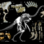 dinoszaurusz kétujjú kézfej hatalmas karmok