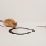 colossal gyapjas egér