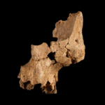 pink ember emberi faj Európa Homo erectus