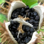 maszlag növény datura veszélyes