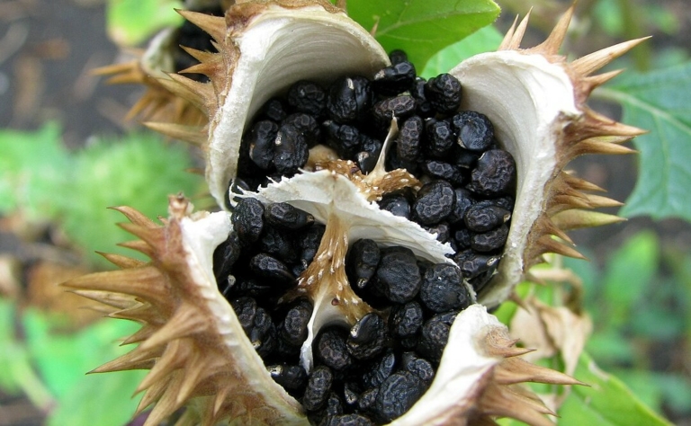 maszlag növény datura veszélyes