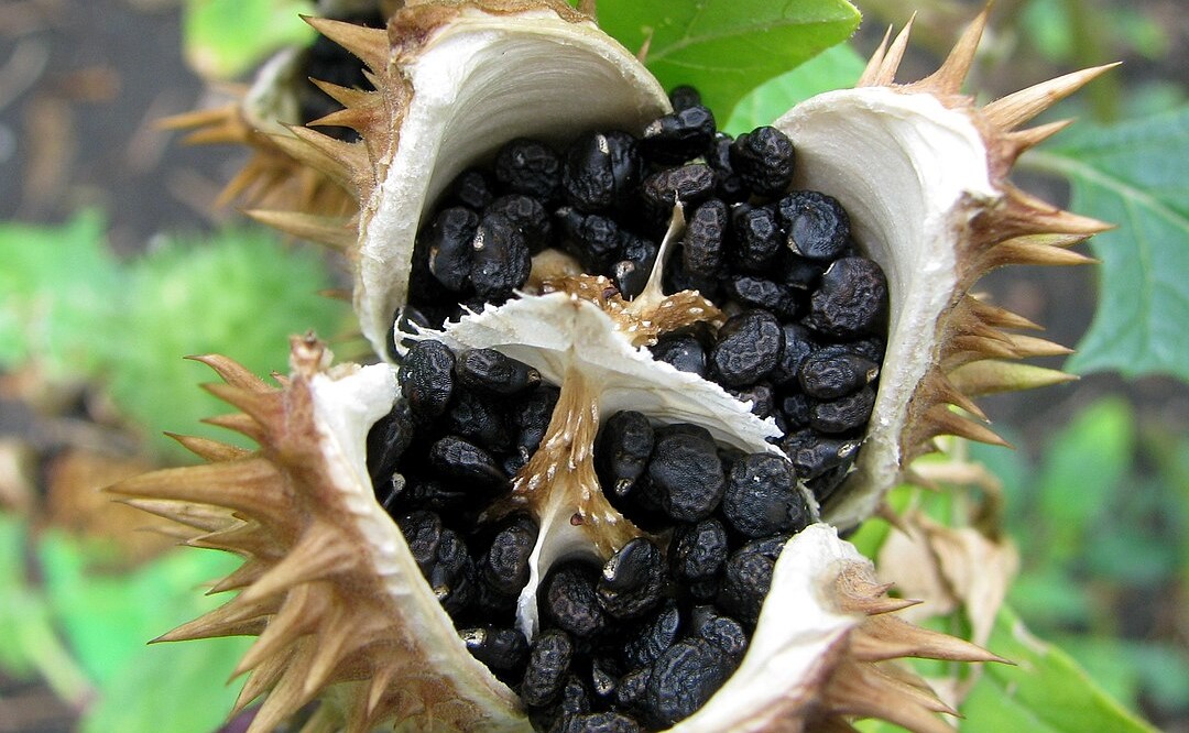 maszlag növény datura veszélyes