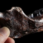 gyenyiszovai ember állkapocs fosszília