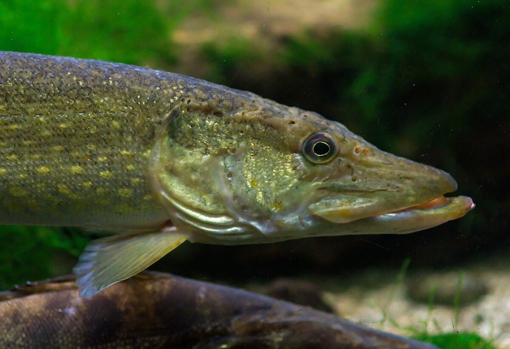 ragadozóhal csuka