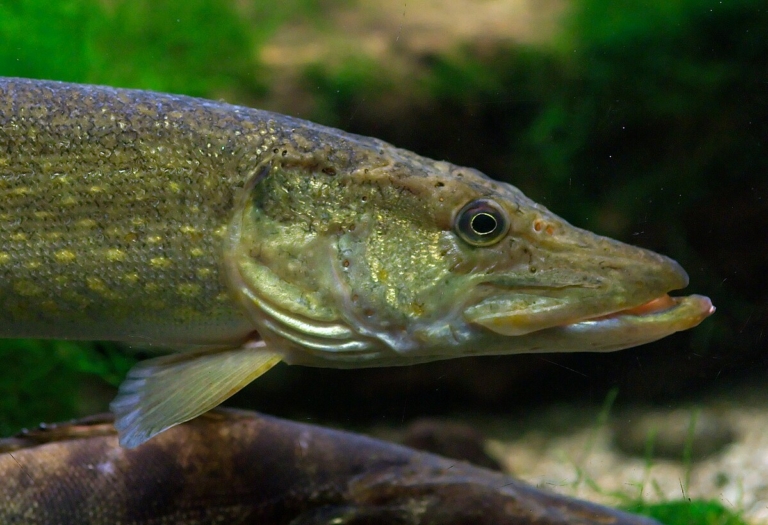 ragadozóhal csuka