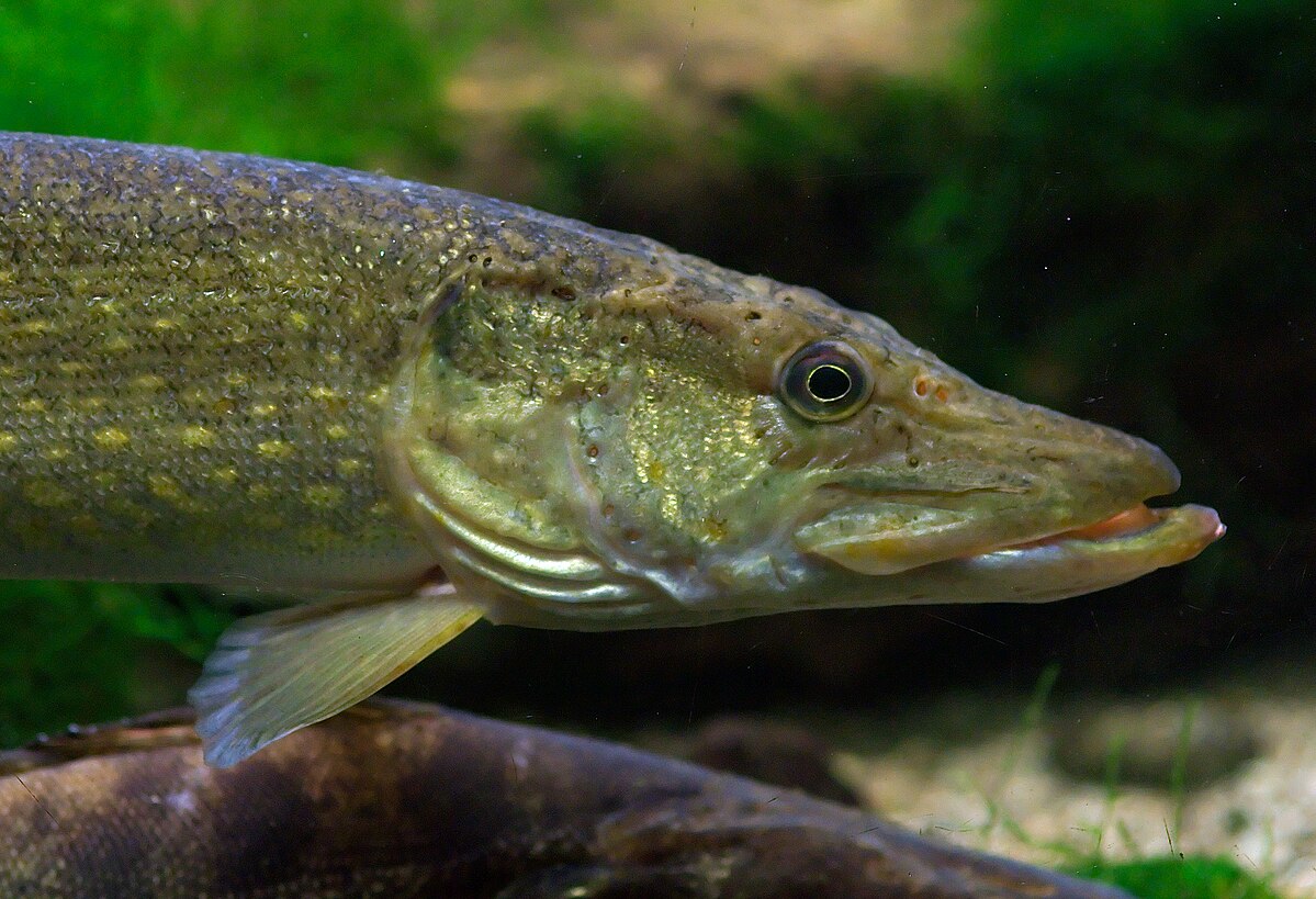 ragadozóhal csuka