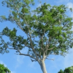 tonkababfa