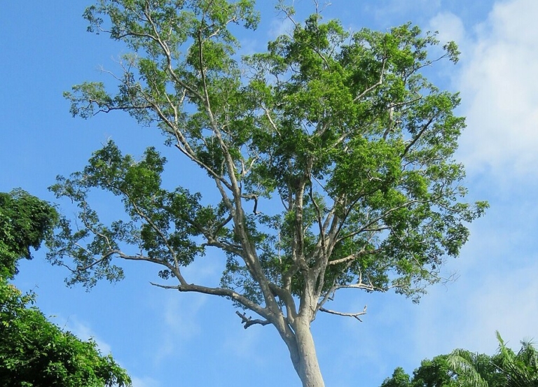 tonkababfa