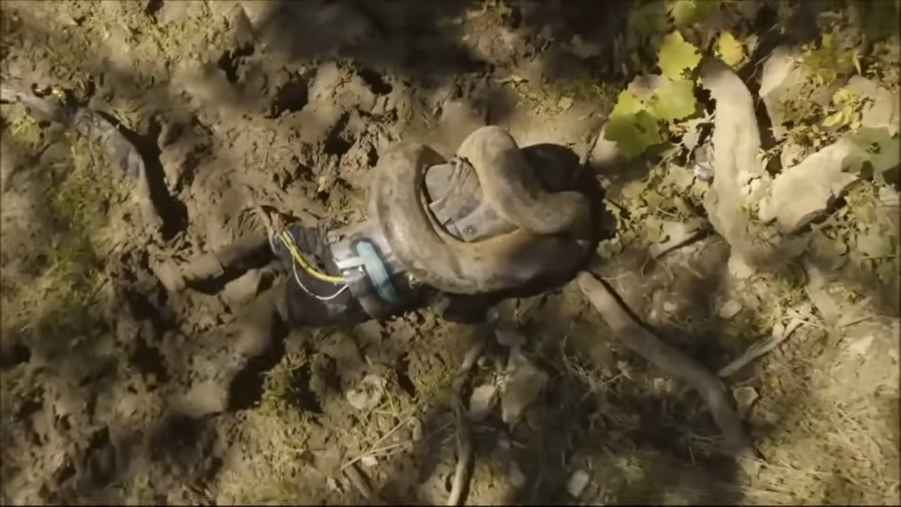 Anakonda óriáskígyó élve felfalt kutató