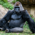 ezüsthátú gorilla emberek elleni harc