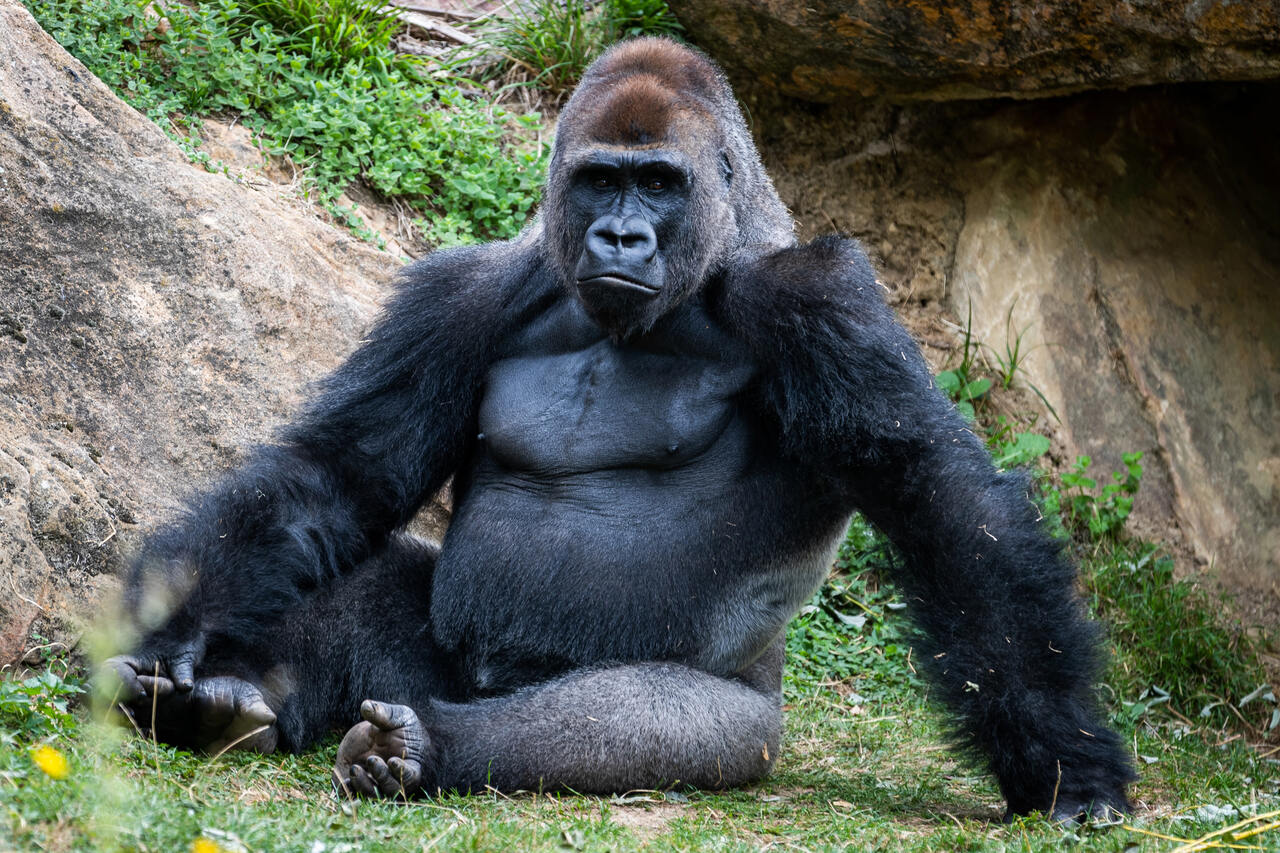 ezüsthátú gorilla emberek elleni harc