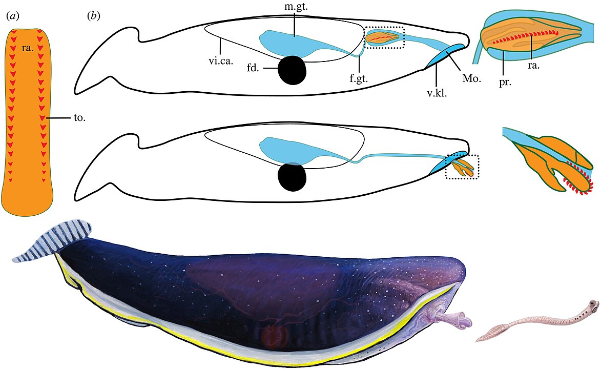 furcsa fosszilíia Typhloesus