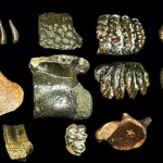 Szunda-föld indonézia jáva felegyenesedett ember homo erectus