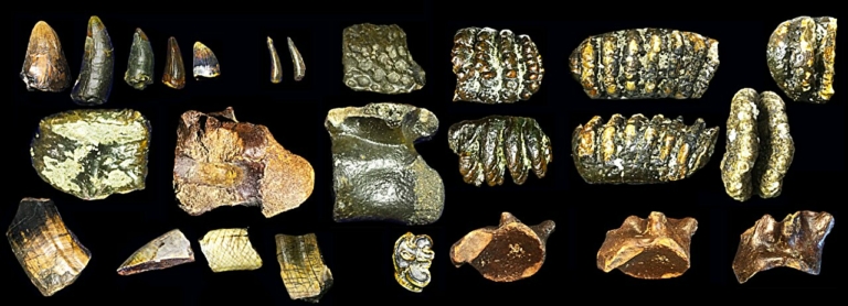 Szunda-föld indonézia jáva felegyenesedett ember homo erectus