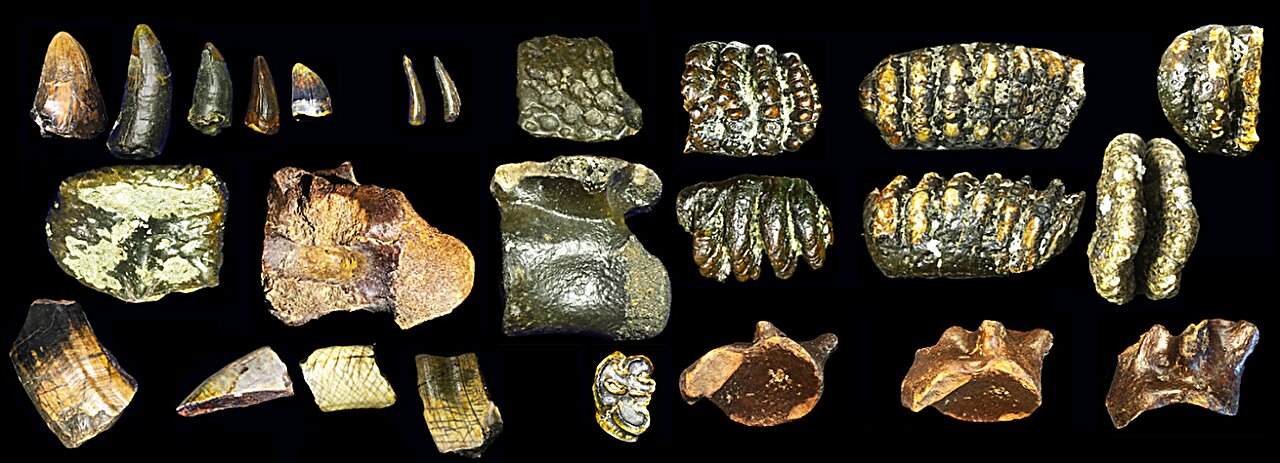 Szunda-föld indonézia jáva felegyenesedett ember homo erectus
