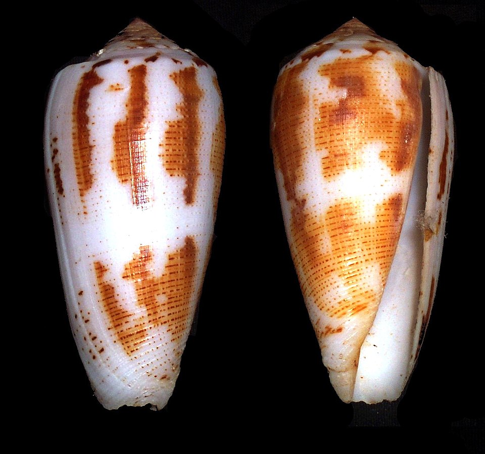 Kúpcsiga