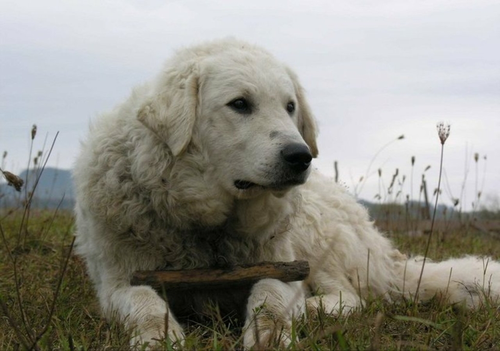 Kuvasz kutyafajta a mezőn fekve, botot tart a mancsai között