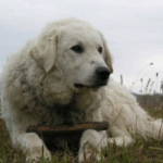 Kuvasz kutyafajta a mezőn fekve, botot tart a mancsai között