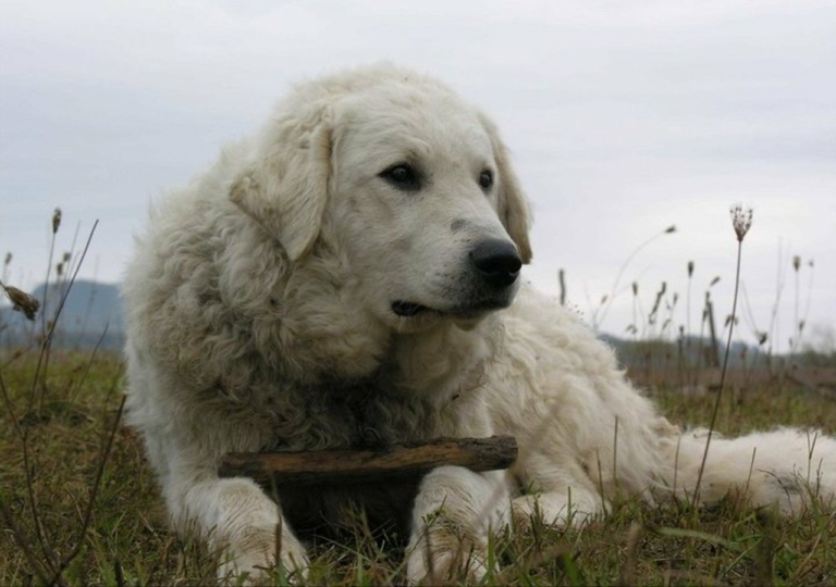 Kuvasz kutyafajta a mezőn fekve, botot tart a mancsai között