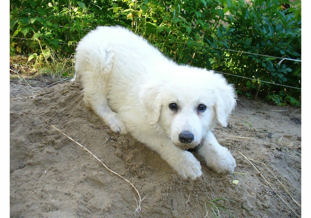 Kuvasz kölyök – ősi magyar kutyafajta a homokban fekve, figyelő tekintettel