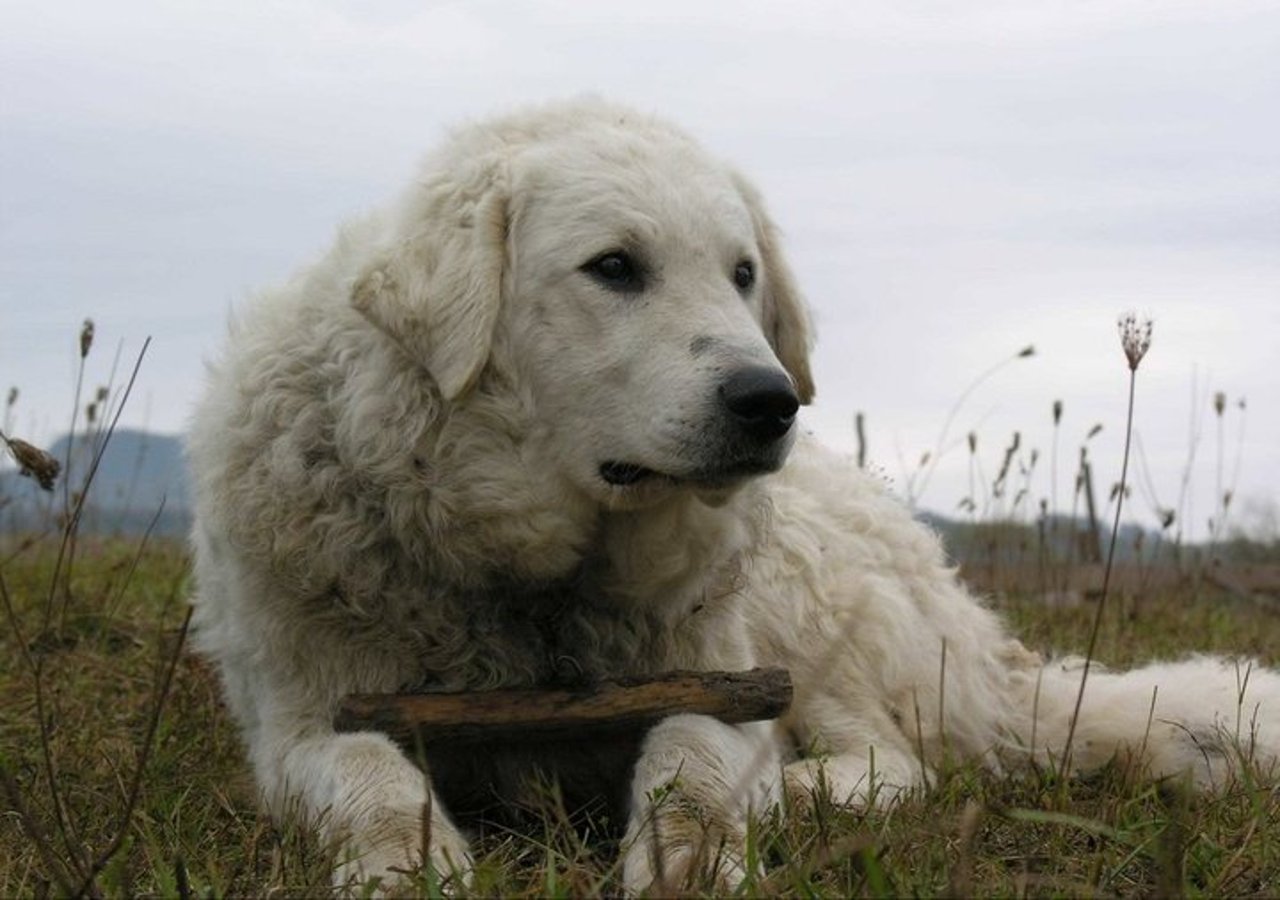 Kuvasz kutyafajta a mezőn fekve, botot tart a mancsai között