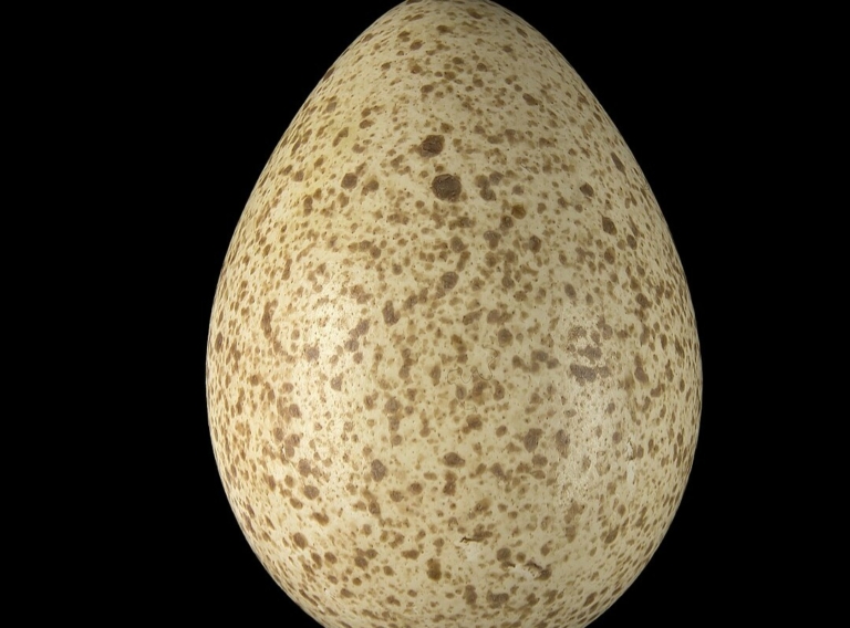 pulykatojás