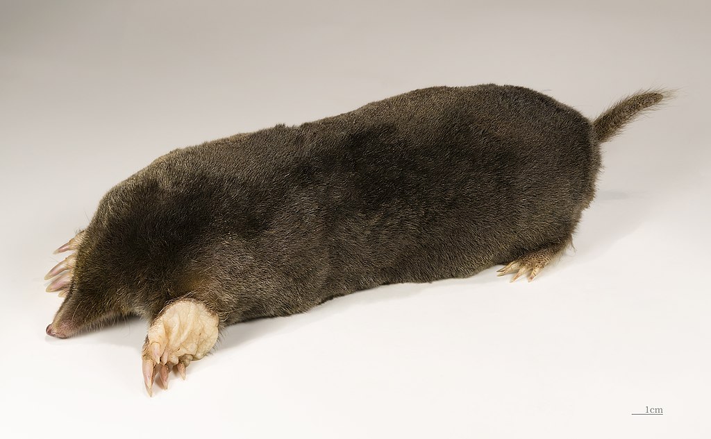Vakond
