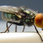 Cochliomyia_hominivorax_legyek