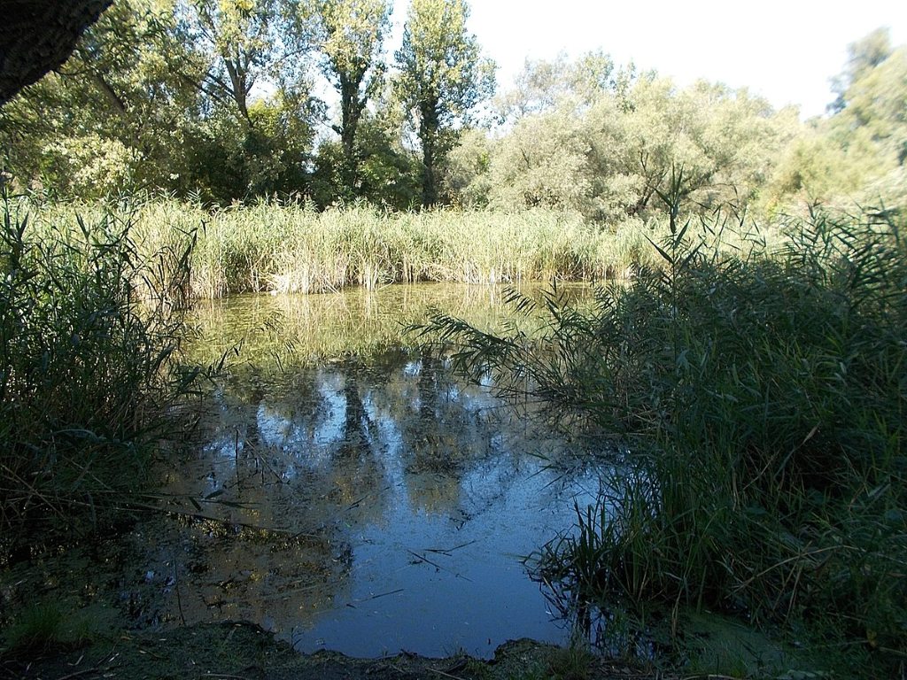Kis-Duna holtág Dunaharaszti