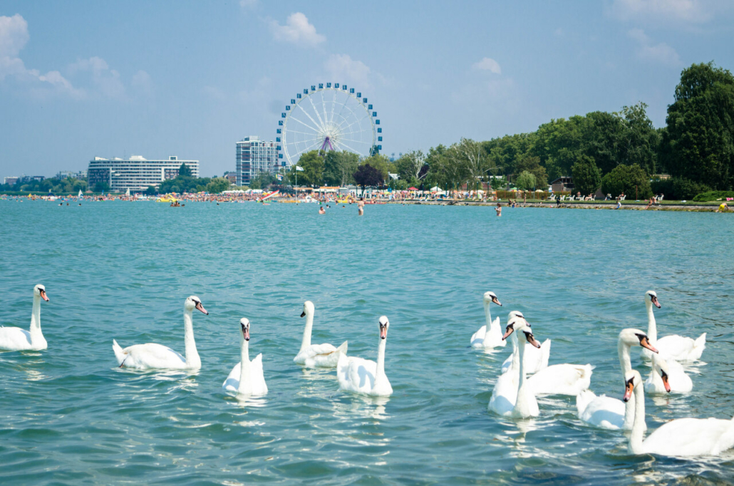 külföldi turisták Siófok hattyúk Balaton