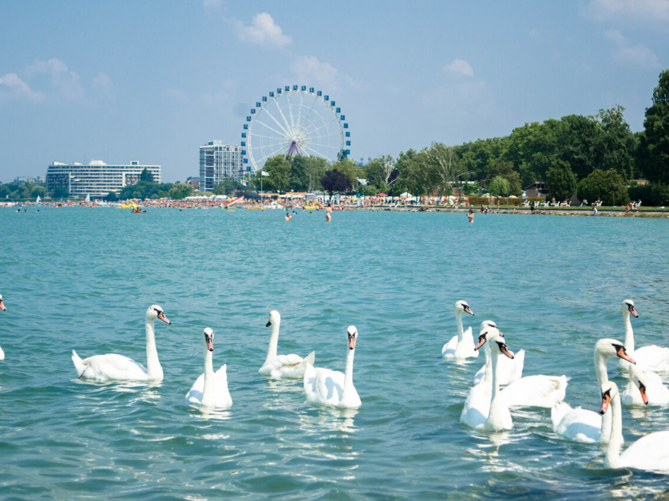 külföldi turisták Siófok hattyúk Balaton
