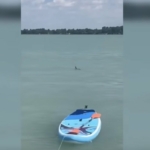 cápa a Balatonban
