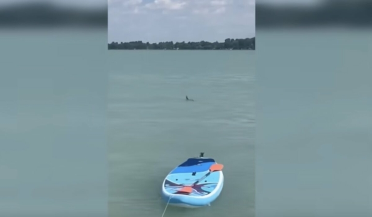 cápa a Balatonban