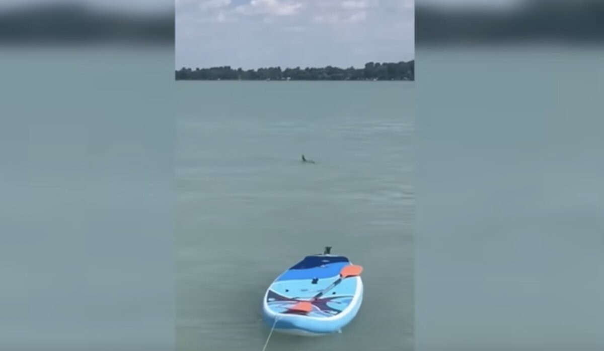 cápa a Balatonban