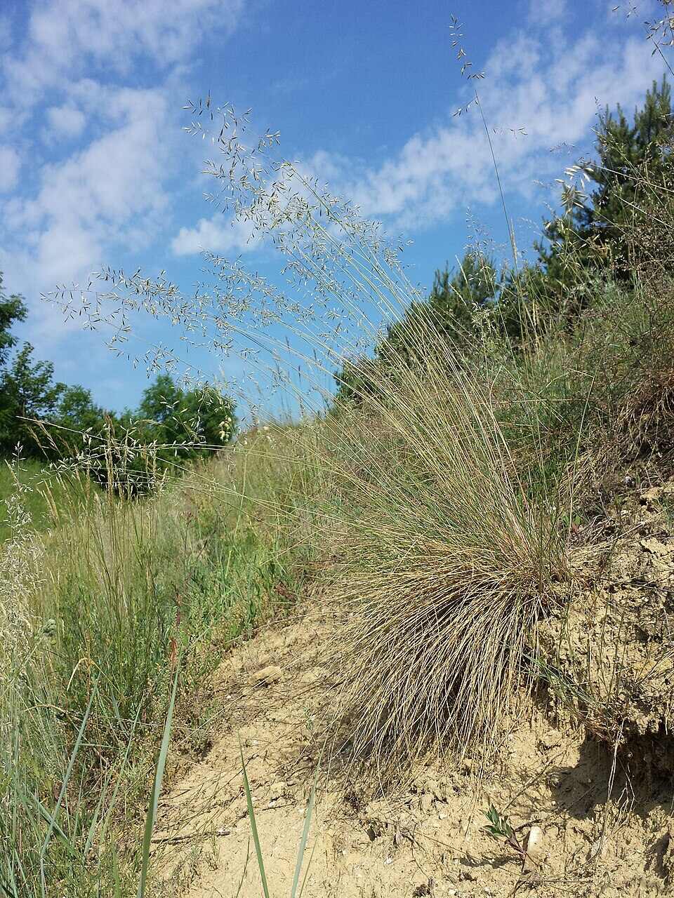 Festuca vaginata magyar csenkesz