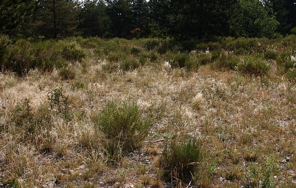 Stipa pennata homoki árvalányhaj