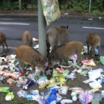 vaddisznó Normafa XII.kerület park